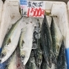 京都産 真さば＆赤なまこ・京都府産真イワシ入荷しました！