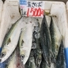 京都産 真さば＆赤なまこ・京都府産真イワシ入荷しました！