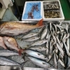 📣本日のお魚情報🐟