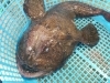 アンコウ「佐島のあんこう」
