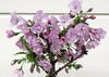 「春の商品リスト2026を更新しました！【福島植物園｜宿根草｜花木】」