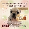 「この子も一緒のお墓に入れてあげたい」ペットのご供養について思うこと🐾