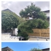 川西市大和東で松や庭木の剪定をしました！