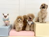 おもち♡ご家族募集中ソルくん♡いーっ笑いのさらんちゃん♡大あくび中きぃ♡ジョアくん「ましゅまろ幼稚園🐾＆ご家族募集中のソルくん」