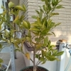 定休日。ミカンの植え替え(^O^)／