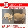 【新居浜市郷2丁目】迷い猫を探しています（不明になった日：2026年3月14日）