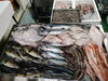 令和8年3月16日 店内「📣本日入荷のお魚情報🐟」