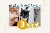 「個性爆発！シッターが出会った面白かわいい猫ちゃんタイプ【江戸川区・西葛西のペットシッター】」