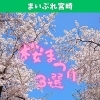 3月の宮崎は、やっぱり桜が主役！宮崎で開催される桜まつりを３つお届けします。【宮崎の桜まつり3選】