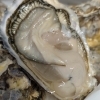 【魚も酒も自ら厳選する瑞江の小料理屋】