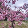 【事務の独り言】梅の花
