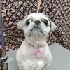 3㎜バリカンサマーカット【どっぐさろんあきゅ　京都市南区上鳥羽　小型犬専門　トリミング　ペットサロン】