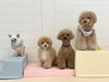 おもち♡ソルくん♡にこくん♡きぃ「ましゅまろ幼稚園🐾」