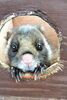 顔を出すダノ「【動物の様子】　巣箱の中は...」