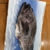 鯵ヶ沢漁港より「真ソイ」入荷しました