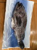 旨味溢れる新鮮な旬魚を召し上がれ「鯵ヶ沢漁港より「真ソイ」入荷しました」