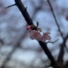 大角の四季