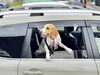 「ドッグランやアウトドア帰りの車内汚れもおまかせ！ペットの毛・泥・砂もきれいに落とす手洗い洗車！」