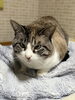 ねこのふみふみ♪「ふみふみしてくれます(^_^)」