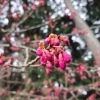 秩父宮記念公園 桜開花情報｜シナミザクラ満開～散り始め・カンヒザクラ三分咲き（3月16日）