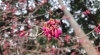 カンヒザクラ「秩父宮記念公園 桜開花情報｜シナミザクラ満開～散り始め・カンヒザクラ三分咲き（3月16日）」
