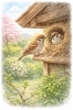 雀始巣「🐦 雀始巣（すずめはじめてすくう）」