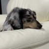 ソファの心地よさを知ってしまった虎太🐶【八王子・京王八王子】