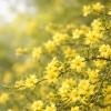 🌼 今日のはな｜オウバイ