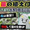 寒い時期はムリですか!? 厳寒期でのサツマイモ苗植えつけ作業　たねのハシモトミヤ