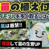 寒い時期はムリですか!? 厳寒期でのサツマイモ苗植えつけ作業　たねのハシモトミヤ