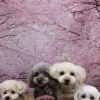 太輔くん＆陽葵ちゃん＆杏子ちゃん＆ららちゃん♪ 桜背景で春色プードルチャームフォーショットフォト！