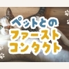 無理に近づかないのが正解？愛猫・愛犬にストレスを与えない入室の極意【江戸川区・西葛西のペットシッター】