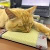 ミニ畳がお気に入り？猫ちゃんもくつろぐ手作り畳体験🐱
