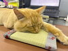「ミニ畳がお気に入り？猫ちゃんもくつろぐ手作り畳体験🐱」