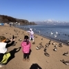 猪苗代湖で白鳥と遊ぶ　スキー送迎の帰り道に立ち寄る冬の寄り道