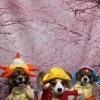 パピヨンのこむぎくん＆ばんびちゃん＆らむちゃん♪ 桜背景で春色コスチュームスリーショットフォト！