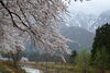 残雪と桜を楽しめる魚沼の春「3月20日（金）は二十四節気4番目の「春分」です。」