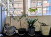 窓辺に並ぶ観葉植物たち🌿「アトリエに春がやって来ました！」