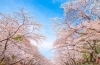 写真映え抜群、魅惑の桜絶景「“春真っ盛り” 春のみやざき　お花見・桜スポット2026」