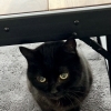 ペットシッター　【キャトビヤード　札幌市北区　catbeard】