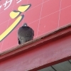 鳩との戦い。第2弾、第3弾(^o^)