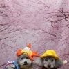 トイプードルのホイップくん＆スキップくん＆あすかくん♪ 桜背景で春色コスチュームスリーショットフォト！
