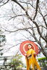 満開の桜の下 きもの姿を心ゆくまで「問屋町レンタル着物TUZUMI　3月末〜4月初旬は成人式後撮り・七五三後撮り＆桜ロケ撮影のご相談が増えています」