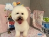 「本日のお客さま♡ビションフリーゼ【大分市中戸次／ドッグサロン／トリミング】」
