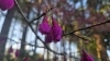 カンヒザクラ【正門付近】(五分咲き)「秩父宮記念公園 桜開花情報｜カンヒザクラ・リョクガクザクラなど」