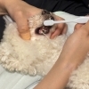 愛犬の歯、ちゃんと磨けていますか？知らないと怖い歯周病の話と、歯磨きレッスンのご案内