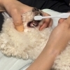 愛犬の歯、ちゃんと磨けていますか？知らないと怖い歯周病の話と、歯磨きレッスンのご案内