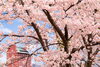 グランドパーク小樽と桜「春のフォトコンテスト開催」