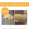 【無事再会！】新居浜市郷2丁目付近でいなくなった「福（ふく）」くんは無事飼い主さんと再会できました！