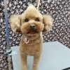 回転ドライヤー【どっぐさろんあきゅ　京都市南区上鳥羽　小型犬専門　トリミング　ペットサロン】